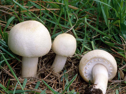 Agaricus arvensis - Mushroom Species Images